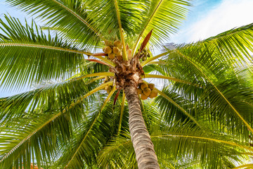 青空と白い雲を背景にハワイ・ワイキキビーチから椰子の樹を見上げた景色