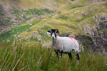 Obraz premium Lake district sheep in the mountains