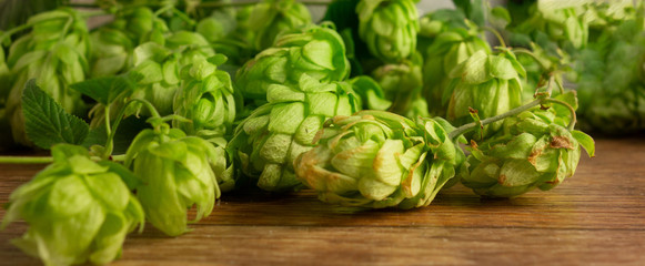Hops twining bines. Concept of beer brewing process. Green herbal panorama image with climbing...