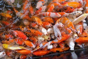Group of koi fish in pond