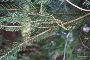 Golden Play necklace hidden in a pine tree