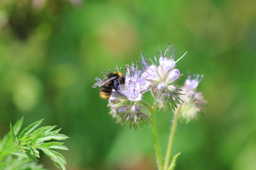 Hummel