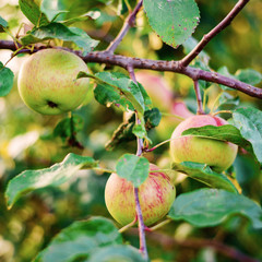 Ripe apples on the tree. Natural organic fruits, agriculture, healthy lifestyle concept. Vegan diet. 