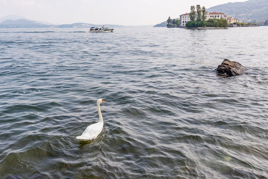 Beautiful white swan on Lake Maggiore, between Isola Superiore and Isola Bella, Italy