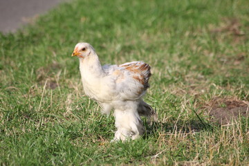 Huhn