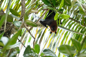 Flying fox