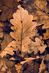 Fallen autumn leaves on the ground