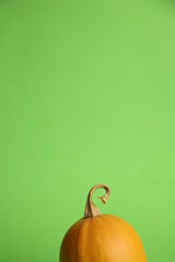 Obraz premium Pumpkins on a green background. Autumn harvest