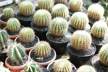 Pile of "Echinocactus grusonii" cactus spine spike on pot