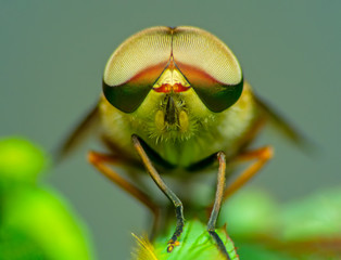 Horsefly, Tabanidae Extreme marco  short.