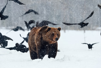 Brown bear among the crows.