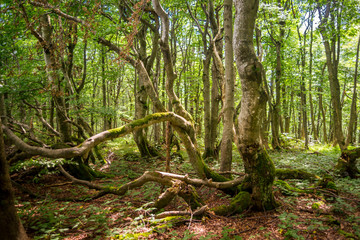 Las bukowy,krzywe drzewa, Buczyna Karpacka, Bieszczady © Piotr Szpakowski