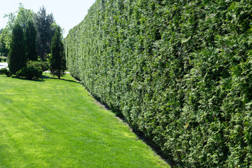 The wall consists of a green hedge.  Green hedge of the tui tree. Nature, background.