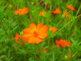 キバナコスモス