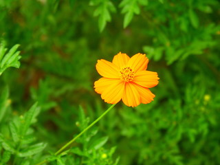 キバナコスモス