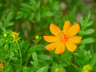 キバナコスモス