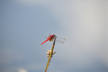 ショウジョウトンボ