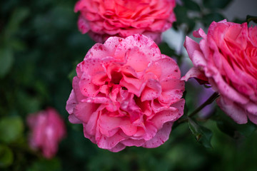 Beautiful flower. Flowers in the garden. Natural background. Natural composition.