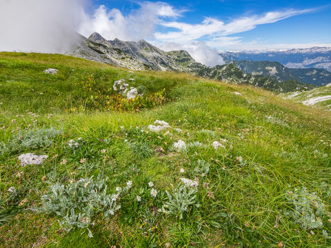 Edelweiss on the meadow on top of Rodica mountain mountain in the summer, Slovenia