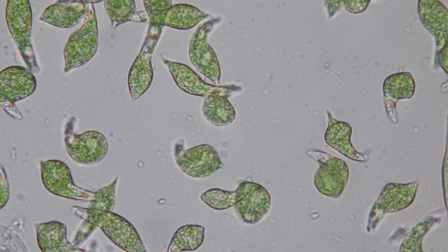 Euglena is a genus of single-celled flagellate Eukaryotes under microscopic view for education.