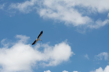cigogne dans le ciel