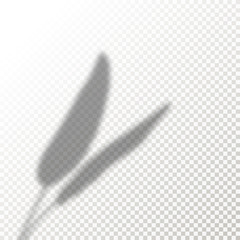 Shadow Overlay Plant Vector Mockup. The transparent Shadows overlay effects Of Banana Leaf in a modern minimalist style. For presentation Flyer, Poster, blank, logo, invitation