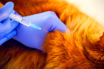 Person hands in medical gloves with syringe vaccinating ginger cat.