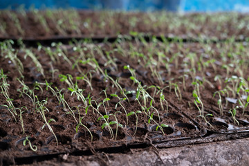 Tomato seedling in traditional way to new planting crop preparation, copy space