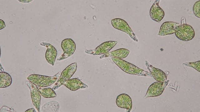 Euglena is a genus of single-celled flagellate Eukaryotes under microscopic view for education.