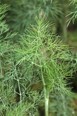 Green fresh dill on a garden bed