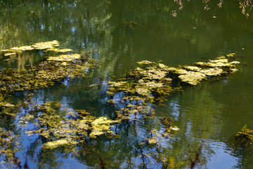 Blaualgen in einem Gewässer, baden verboten