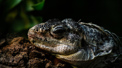 Lizard Close Up