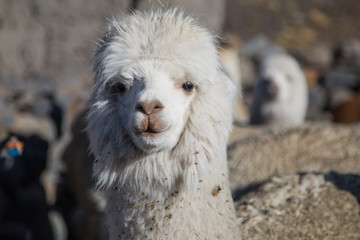 The llamas of Bolivia
