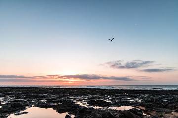 amanecer con luna nuebes y ave volando junto al mar y rocas