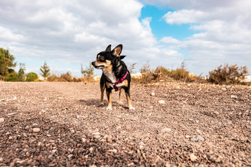 perro feliz en el campo con arboles detras