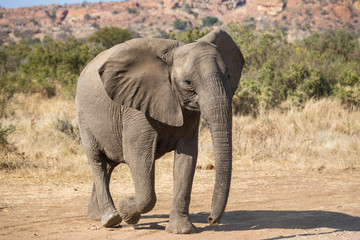 Fototapeta na wymiar Lone young African elephant walking