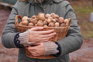 Basket of walnuts held in female hands