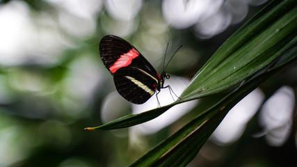 Red Butterfly on Leaf