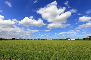 Rice field in Okayama,Japan