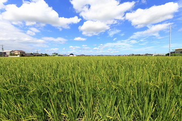 Rice field in Okayama,Japan