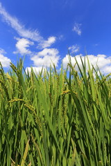 Rice field in Okayama,Japan