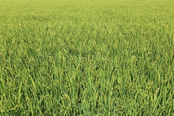Rice field in Okayama,Japan