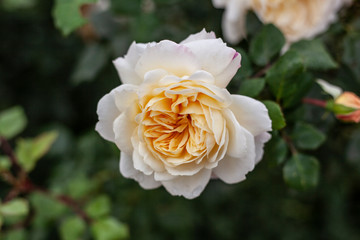 Beautiful flower. Flowers in the garden. Natural background. Natural composition.