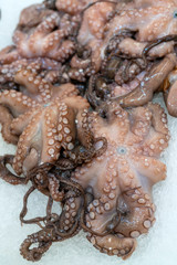 Little octopuses are sold in store on ice.