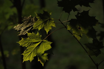 Ahornblätter in der Abendsonne