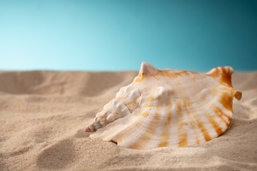 Seashell in the sand, a shelter for mollusks. Travel card, blue background. Ociana Beach, nature and relaxation beach. There is a place for inscription.