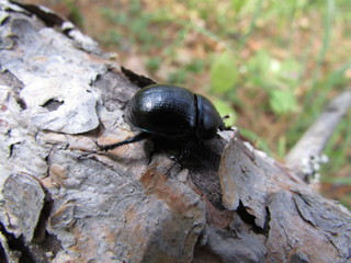  black beetle
