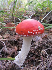 Amanita muscaria hallucinogen,  red fly agaric. 