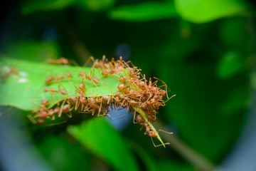 Red ants work on their nests