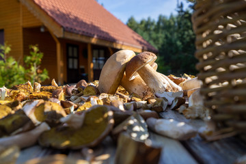 Grzyby zbiory © SebbPL